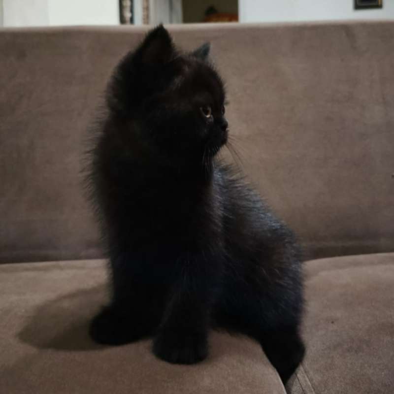 Anak Kucing BSH Blackahorthair (Betina)