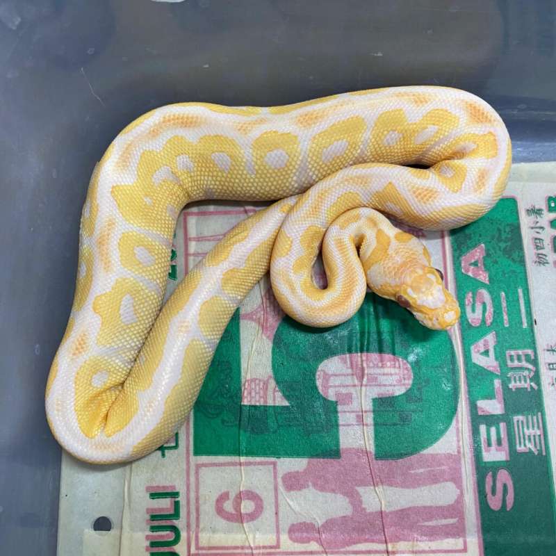 lavender clown
