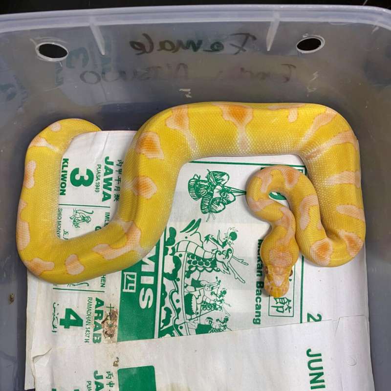 enchi lavender clown