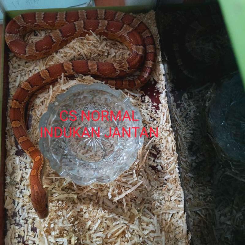 Cs male indukan jantan dewasa/jumbo normal 135cm+