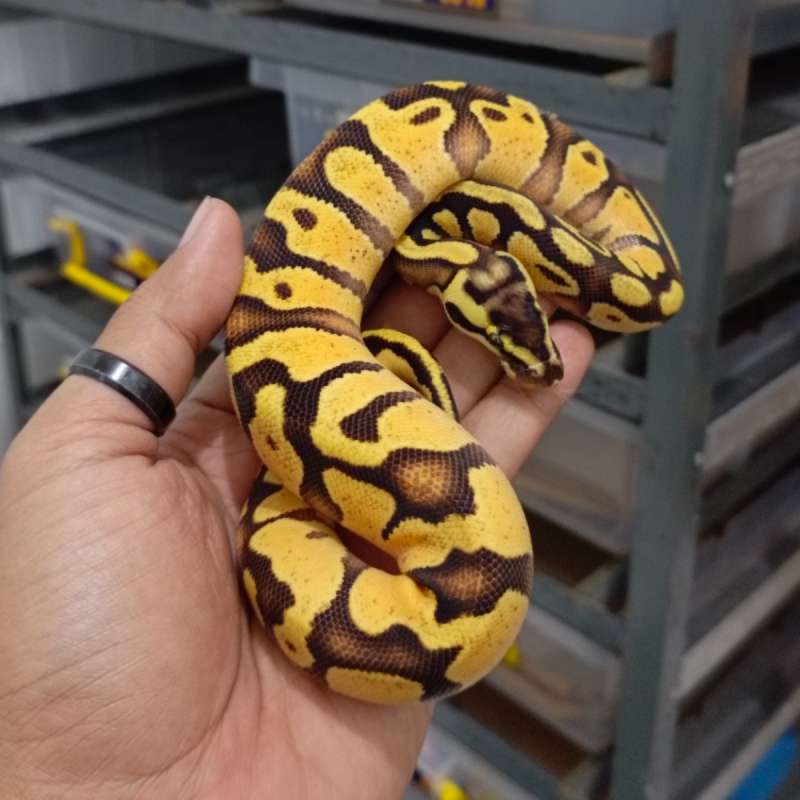 1.0 Pastel Enchi YB 100% het GS 50% het Clown
