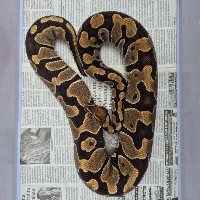 Normal het lavender clown