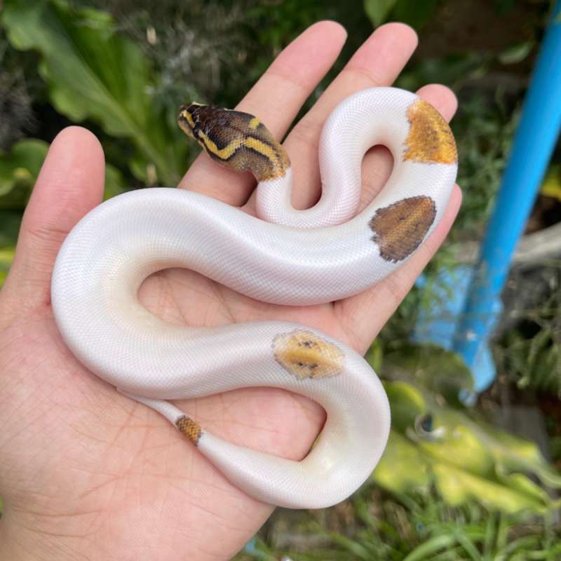 Pastel pied ph lavender (emoji face)
