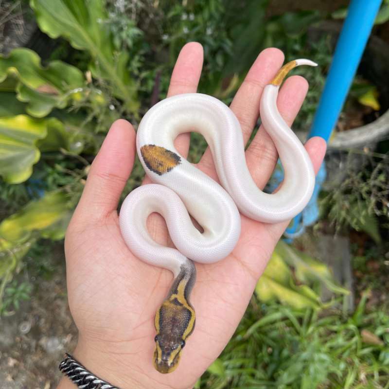 F Pied ph lavender highwhite