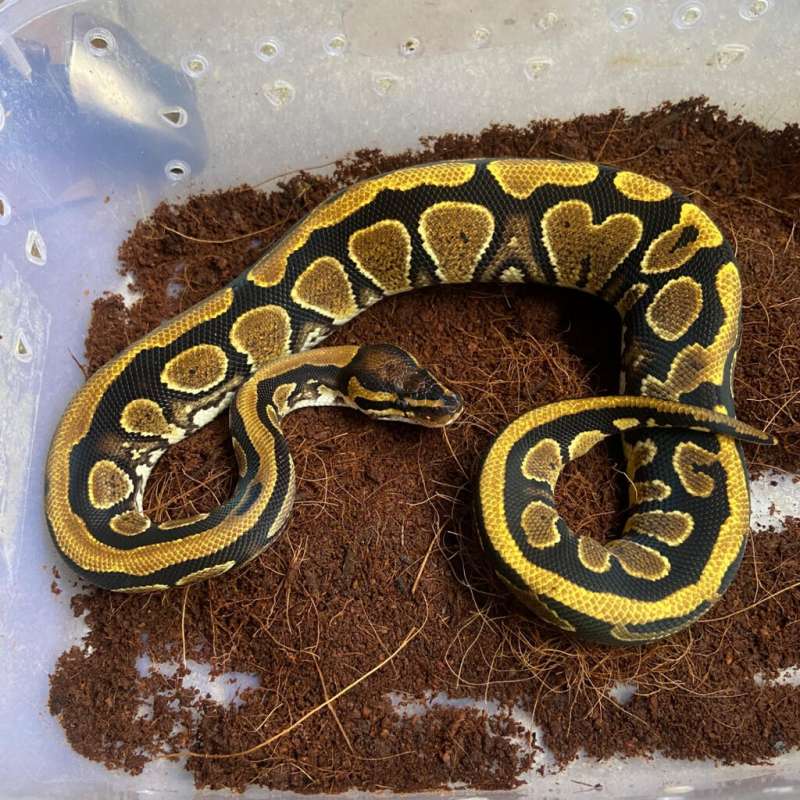 ular ballpython yellow belly het albino