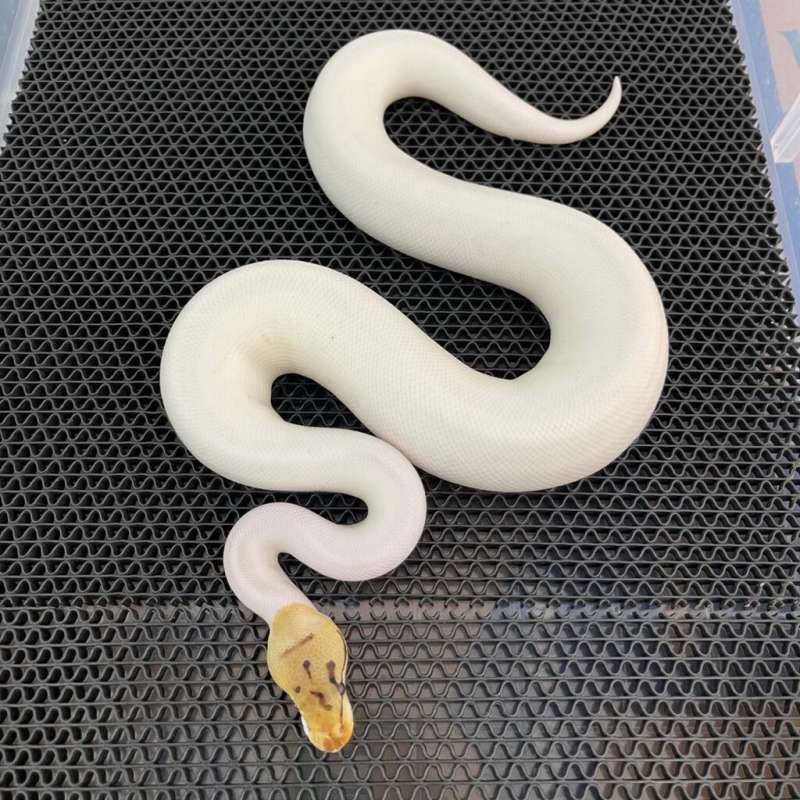 F bumblebee pied pos het lavender clown