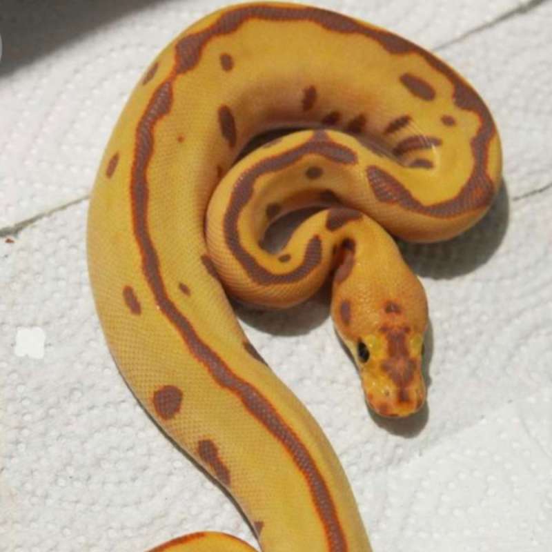Enchi scare crow male(female maker)