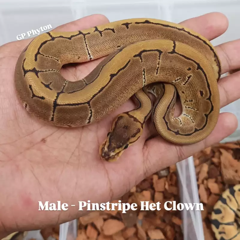 Pinstripe Het Clown