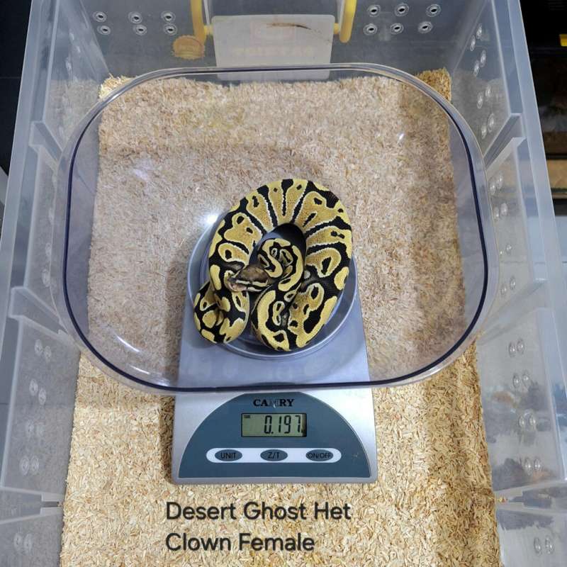 Desert Ghost Het Clown Female