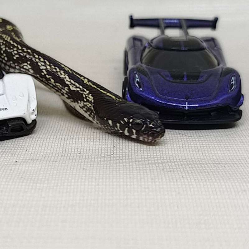 KS King Snake Hybrid