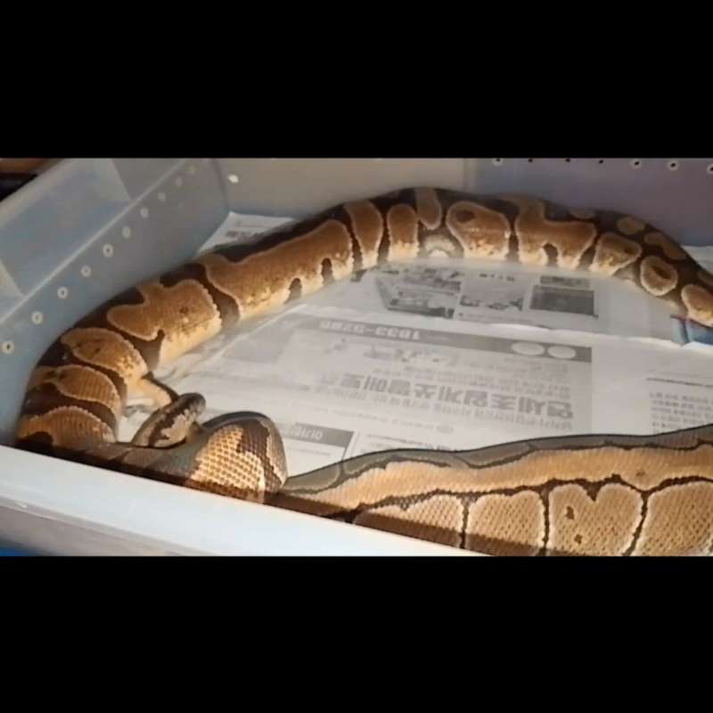 Enchi het clown