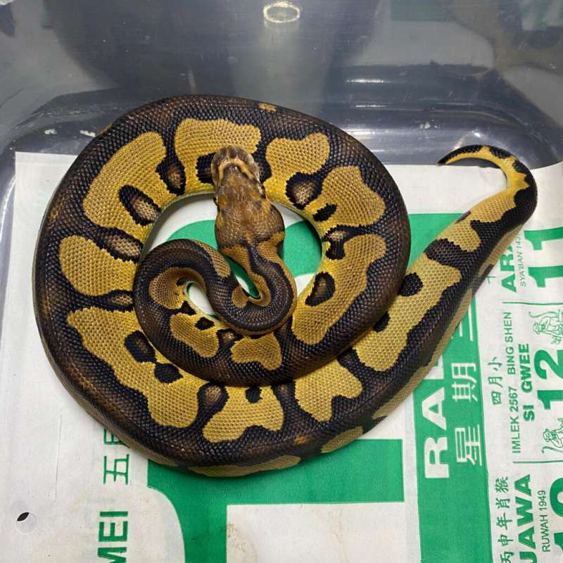 ghi leopard clown