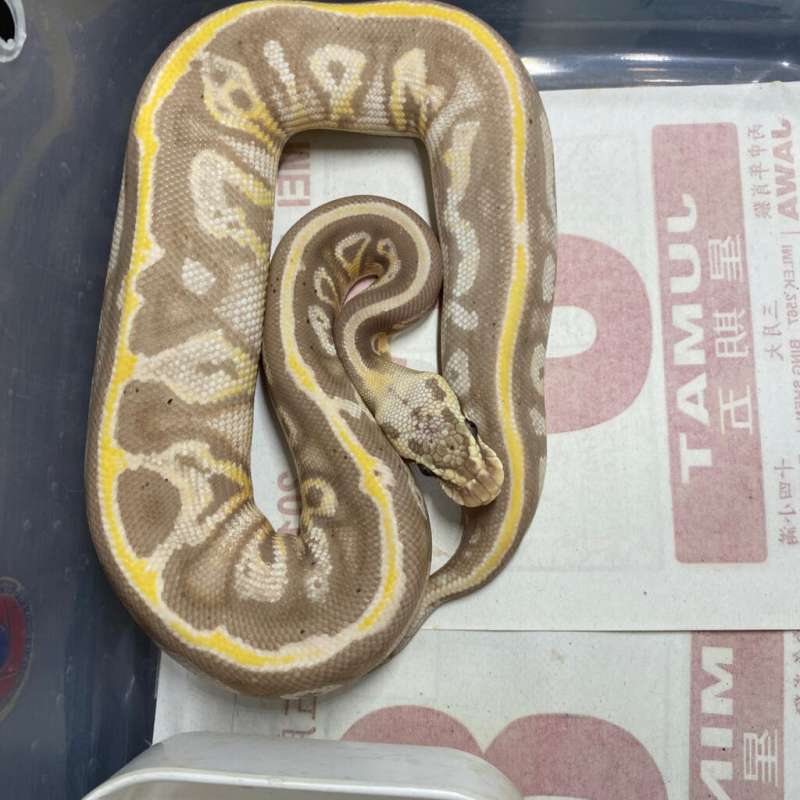 banana blackhead leopard yb/gravel ph clown