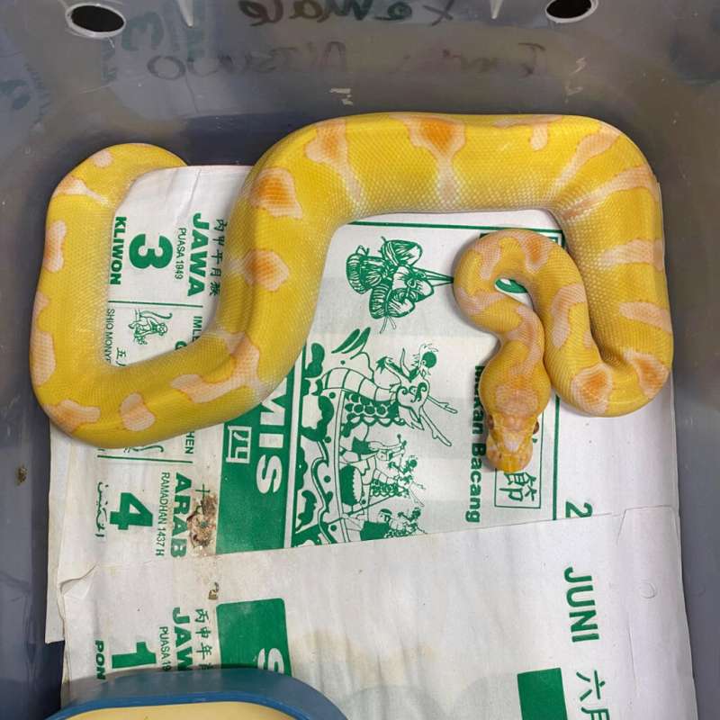 enchi lavender clown