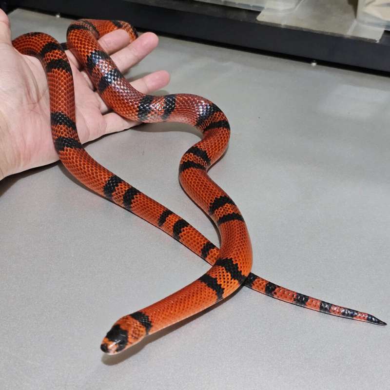 [Rtb] Honduran Bicolor