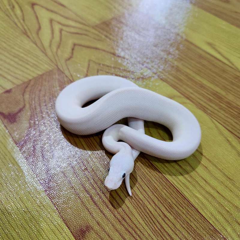 Super Fire Ball Python