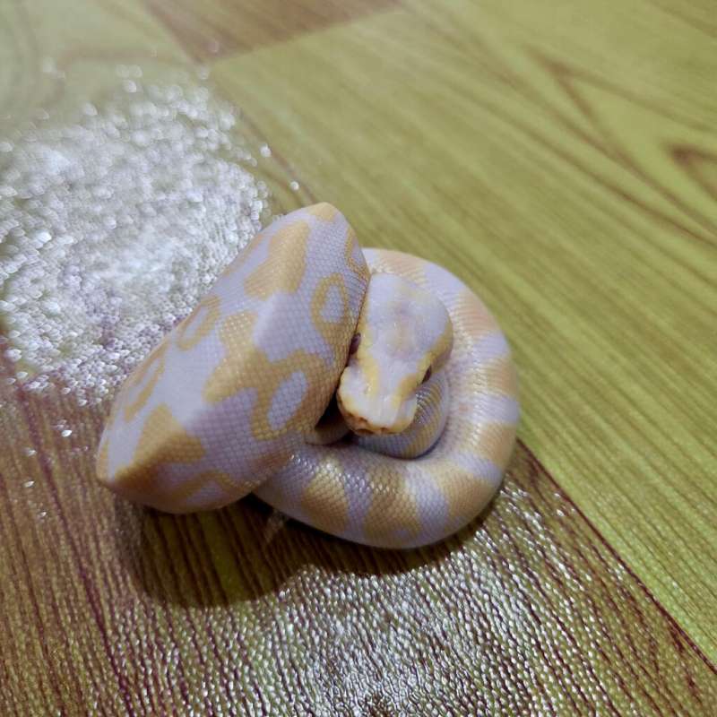 Pastel Lavender Ball Python