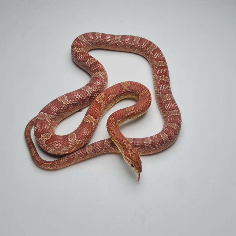 Cronsnake Bloodred
