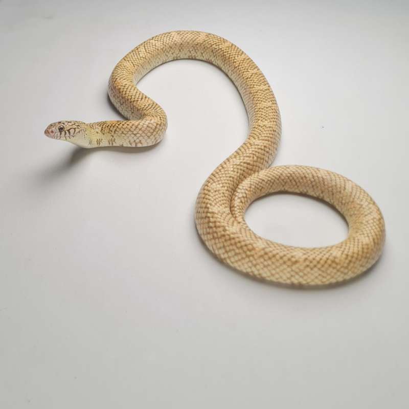 KingSnake Hypo High Red Brooks