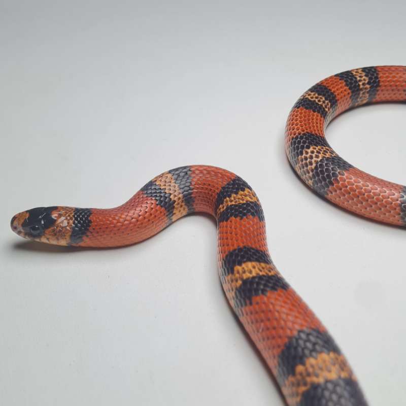 Honduran het Albino ph Hypo