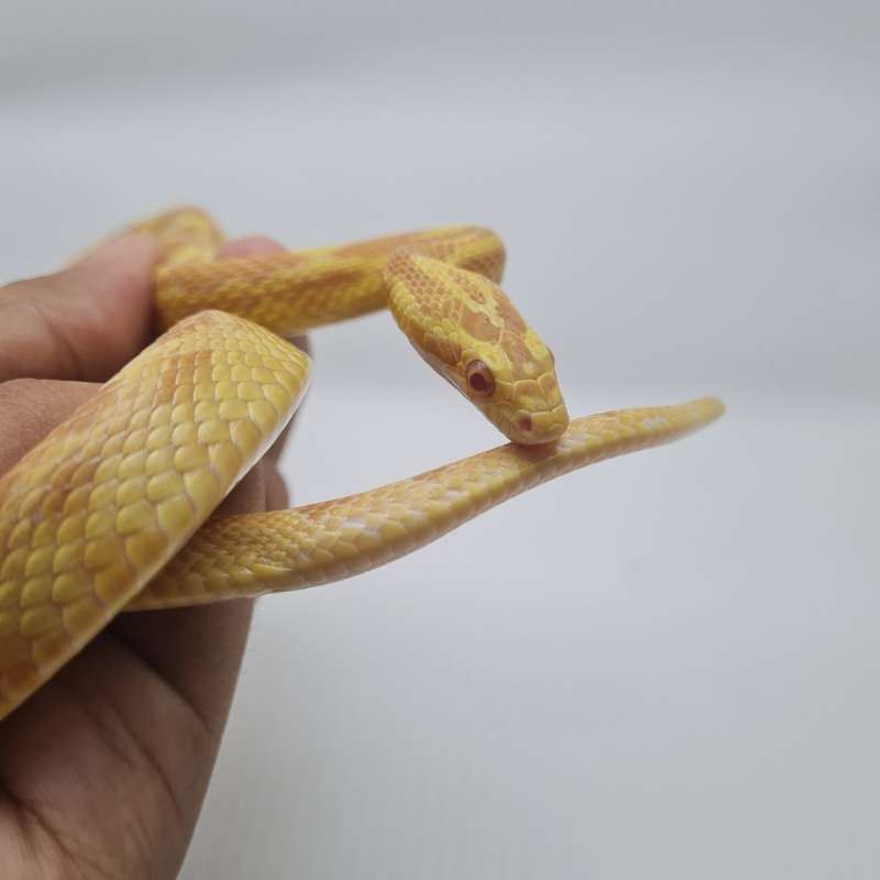 CornSnake Butter het Lavender het Diffused