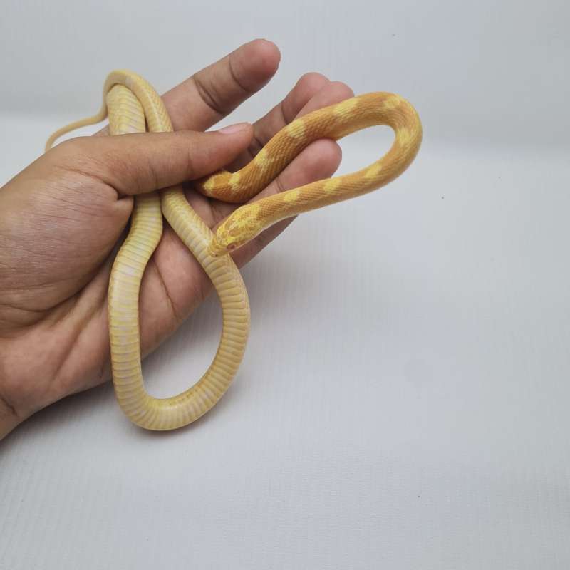 CornSnake Sulfur het Lavender