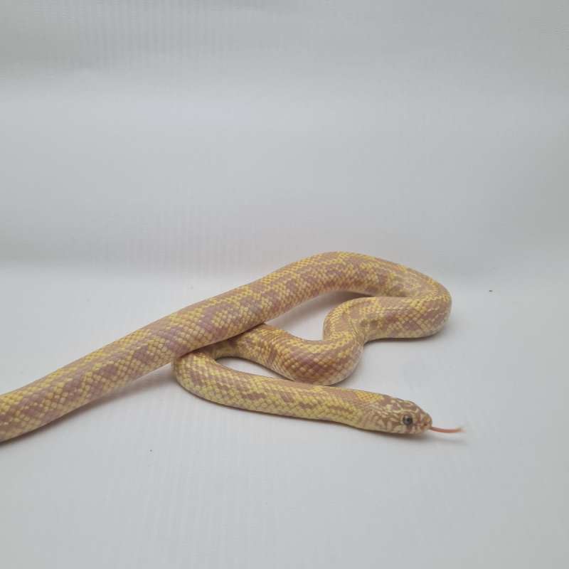 KinsSnake Albino Florida Mosaic
