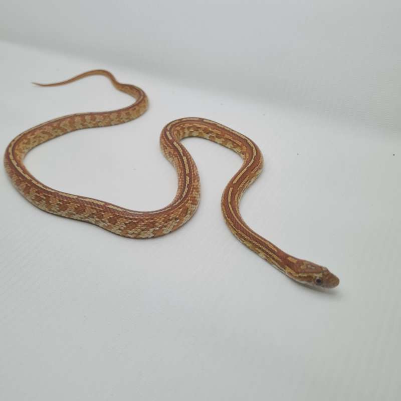 Corsnake Tessera het Opal het Butter Motley