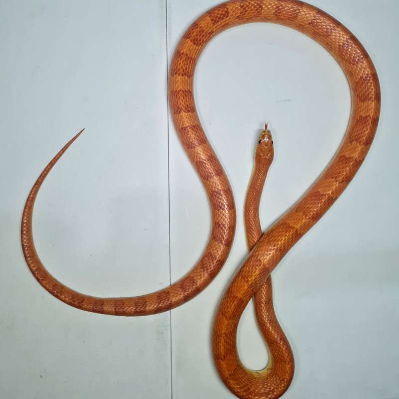 CornSnake Hypo Sunkissed