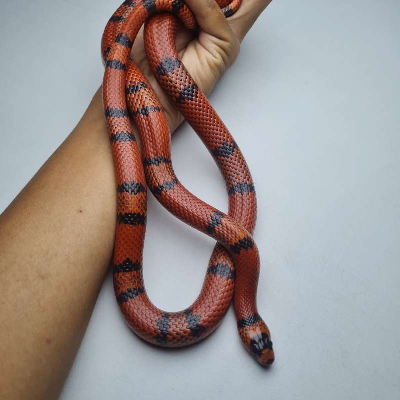 MilkSnake Honduran Tangerine