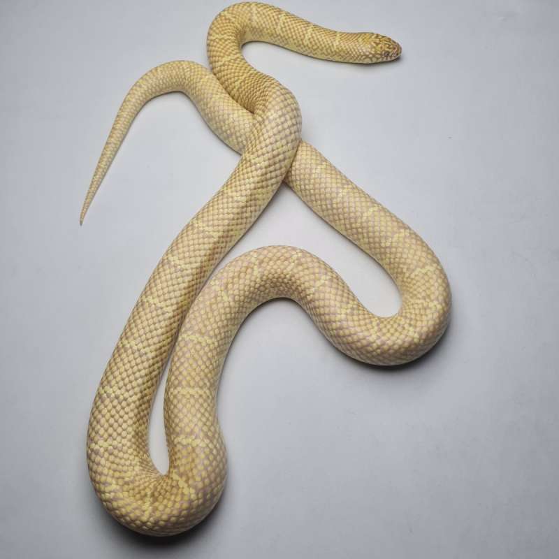 KingSnake Florida Albino T-