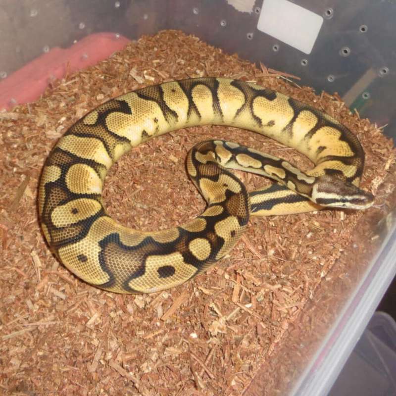 Calico OD Pastel