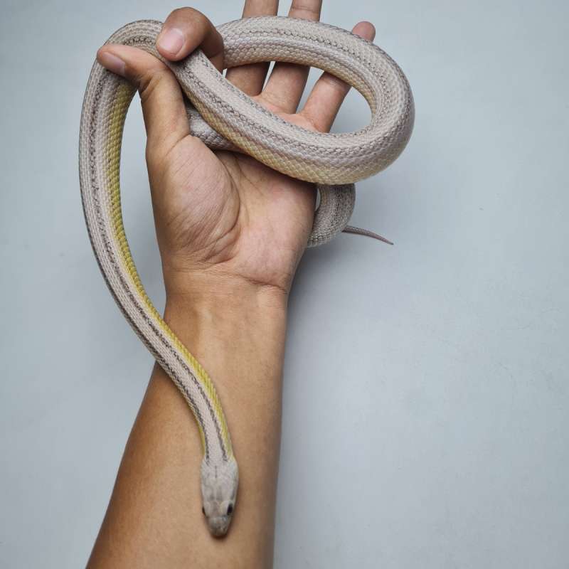 CornSnake Anery Stripe Het Amel Het Hypo