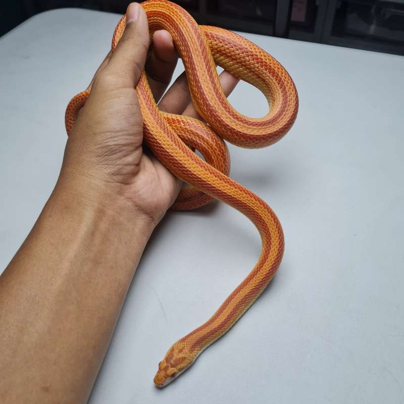 CornSnake Amel Het Anery het Hypo