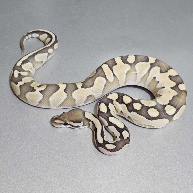 Lesser DG 66%het Clown