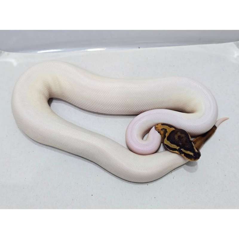 Piebald (Pied) hi White