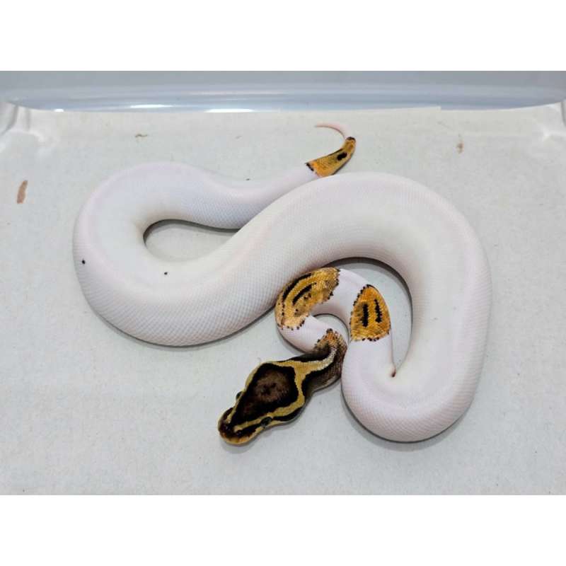 Pastel Piebald (Pied) hi White