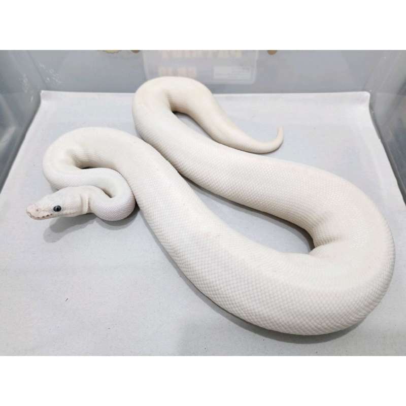 Leucistic Blue Eyed (Lucy) FEMALE