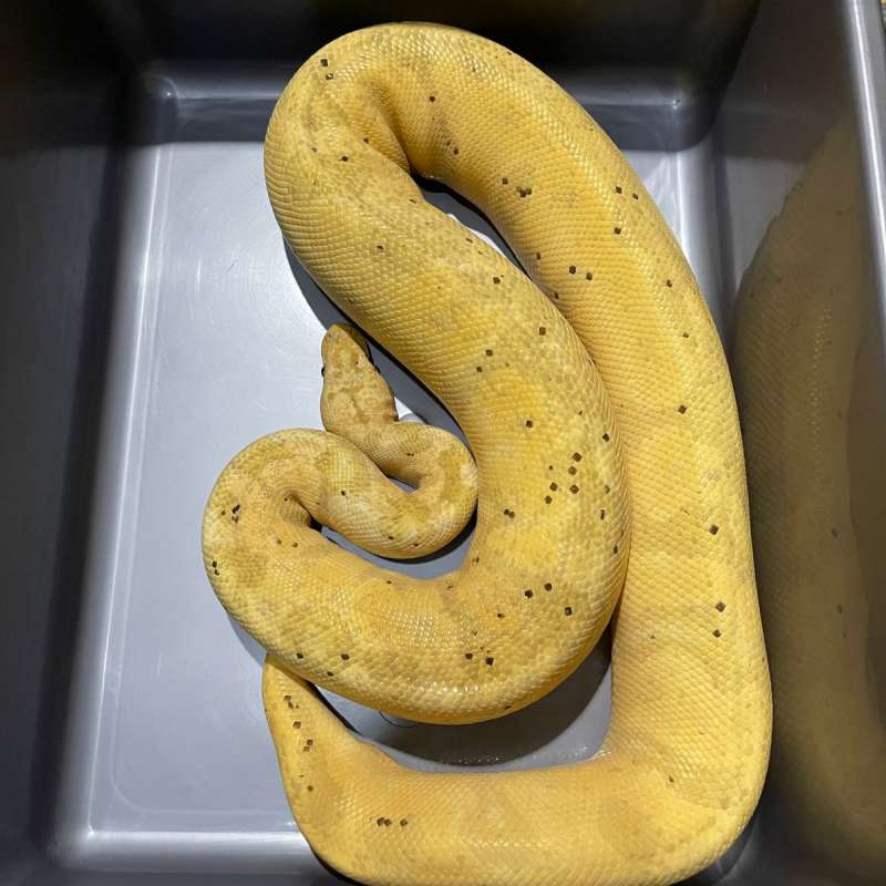 BANANA LEOPARD ENCHI PASTEL (PROVEN BREEDER)