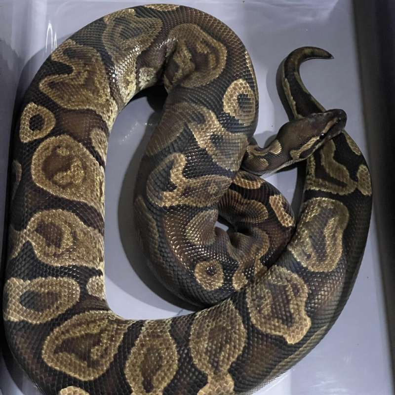 GHI ADULT READY TO BREED
