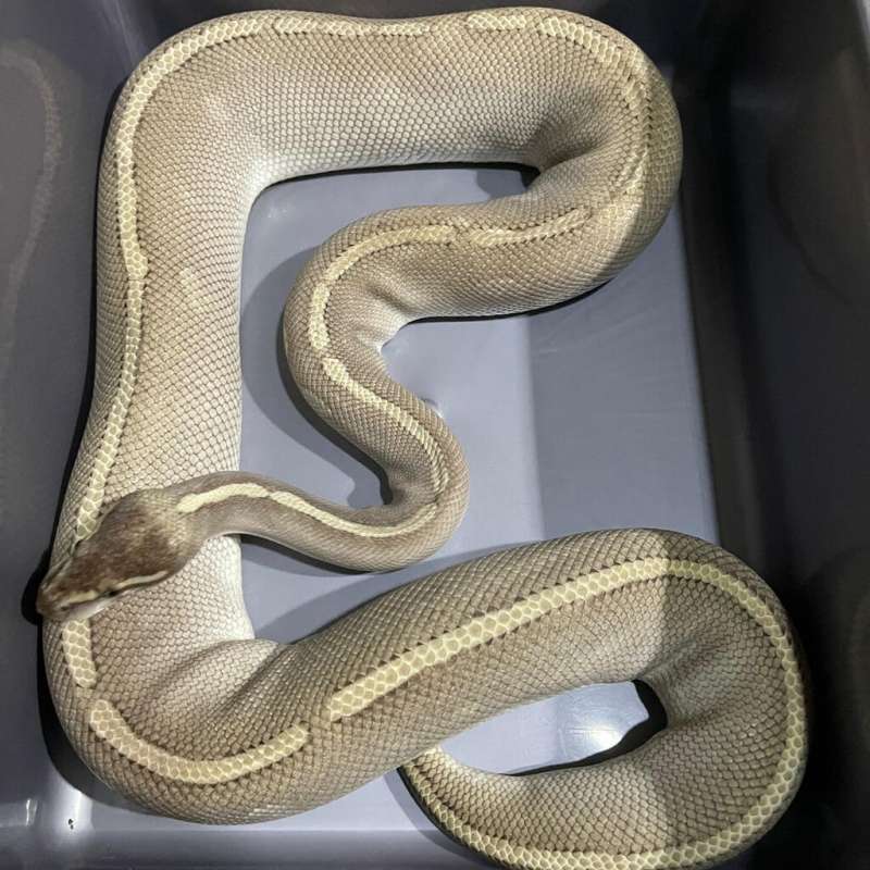 PHANTOM MOJAVE (PURPLE PASSION) PROVEN BREEDER