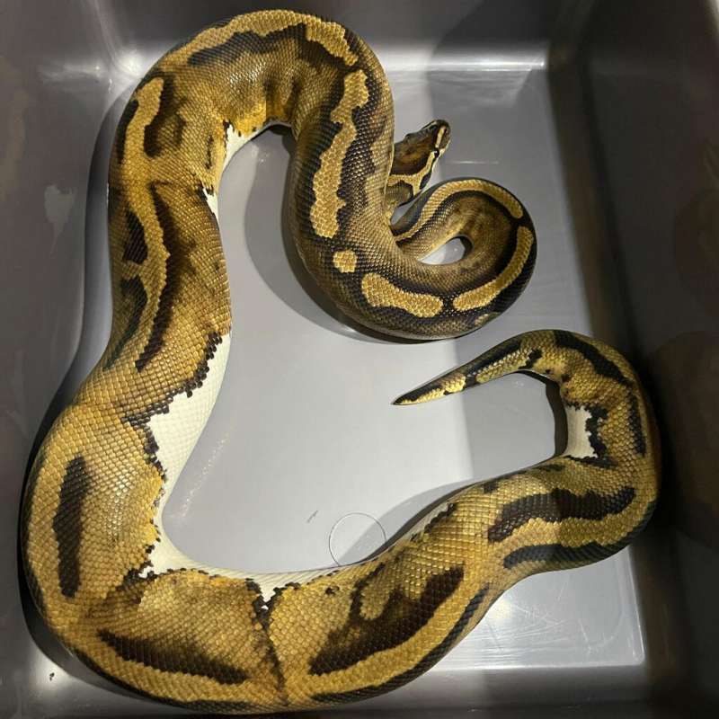 LEOPARD PIED HET ALBINO ADULT READY TO BREED