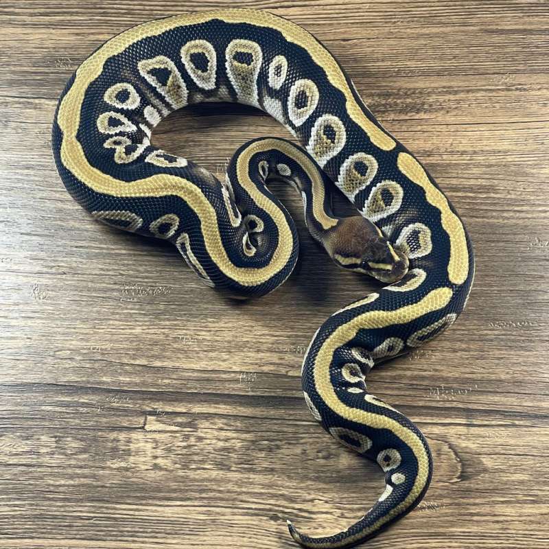 CYPRESS HET CLOWN