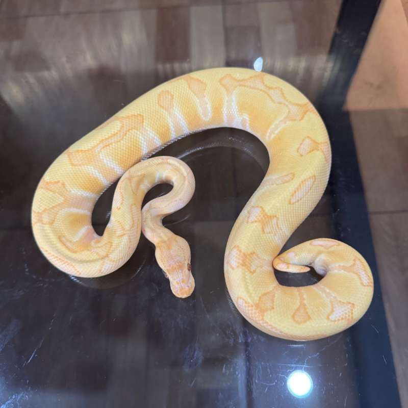 Enchi lavender het clown female
