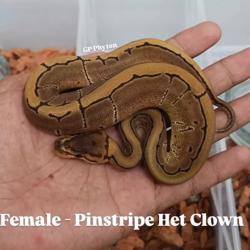 0.1 Pinstripe Het Clown