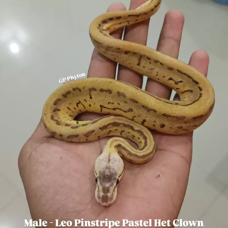 1.0 Pastel Leopard Pinstripe Het Clown