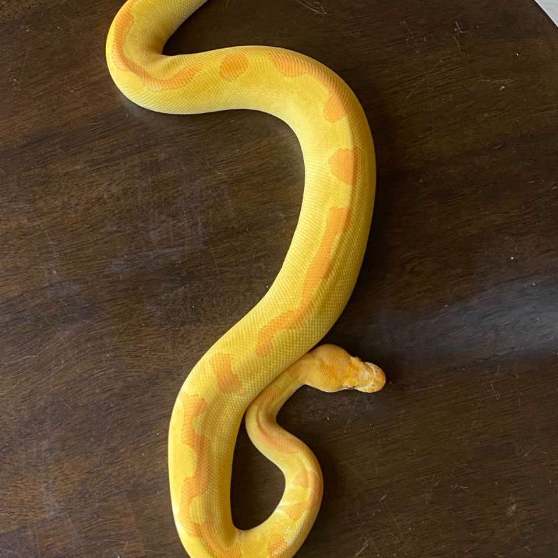 Enchi grail het pied