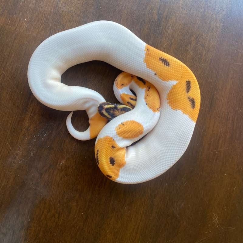 Od fire pied