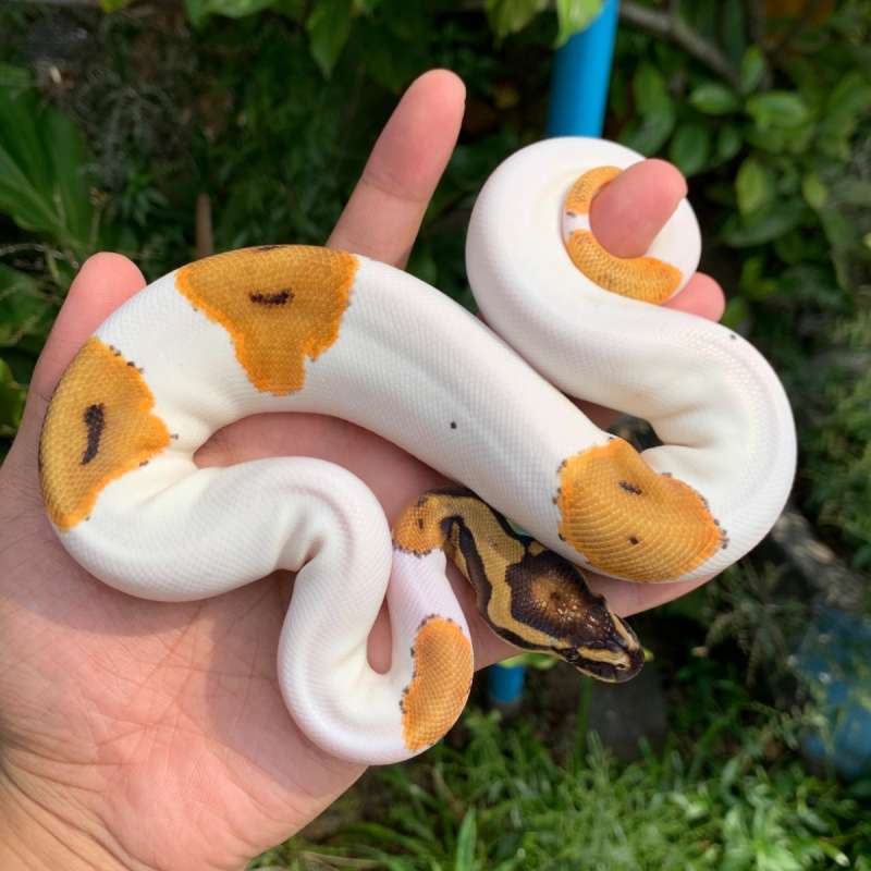 F Orange Dream Pied het lavender 100% ph clown.