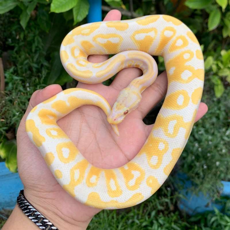 F Lavender Het Pied 100% ph clown.